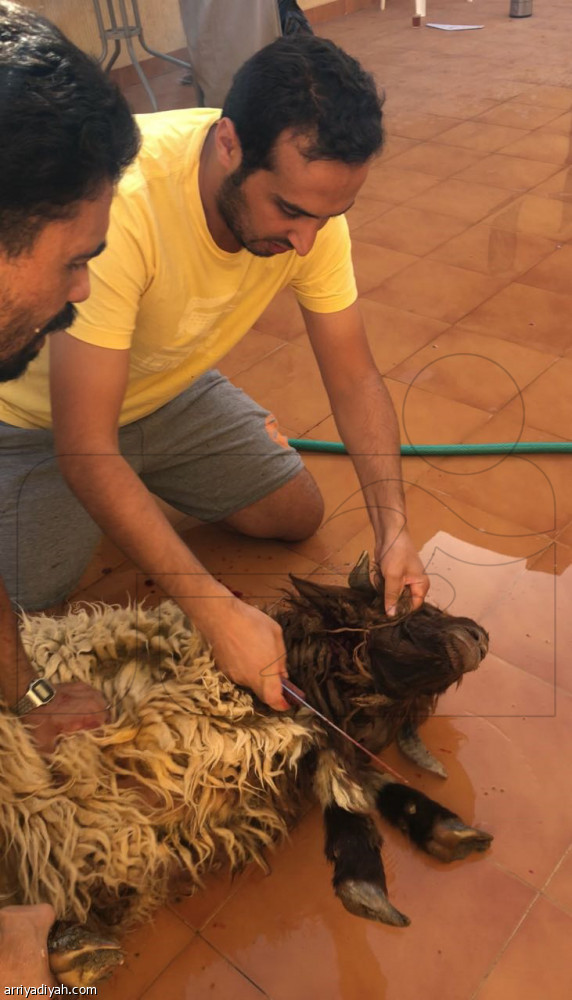 الرياضيون مع الأضاحي