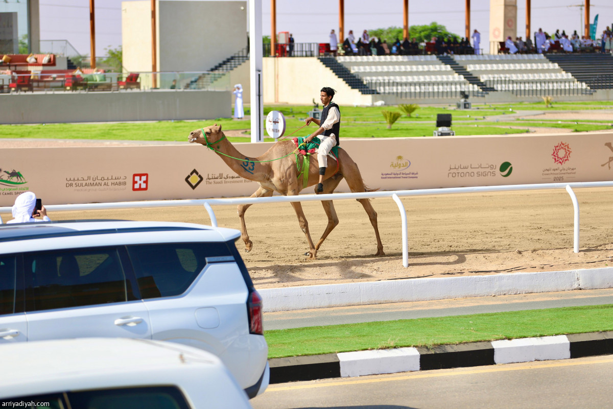 الهجانة.. صدارة سعودية