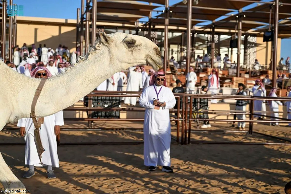رئيس لجان التحكيم: نتائج «جادة الإبل بتبوك» تتم عبر مراحل