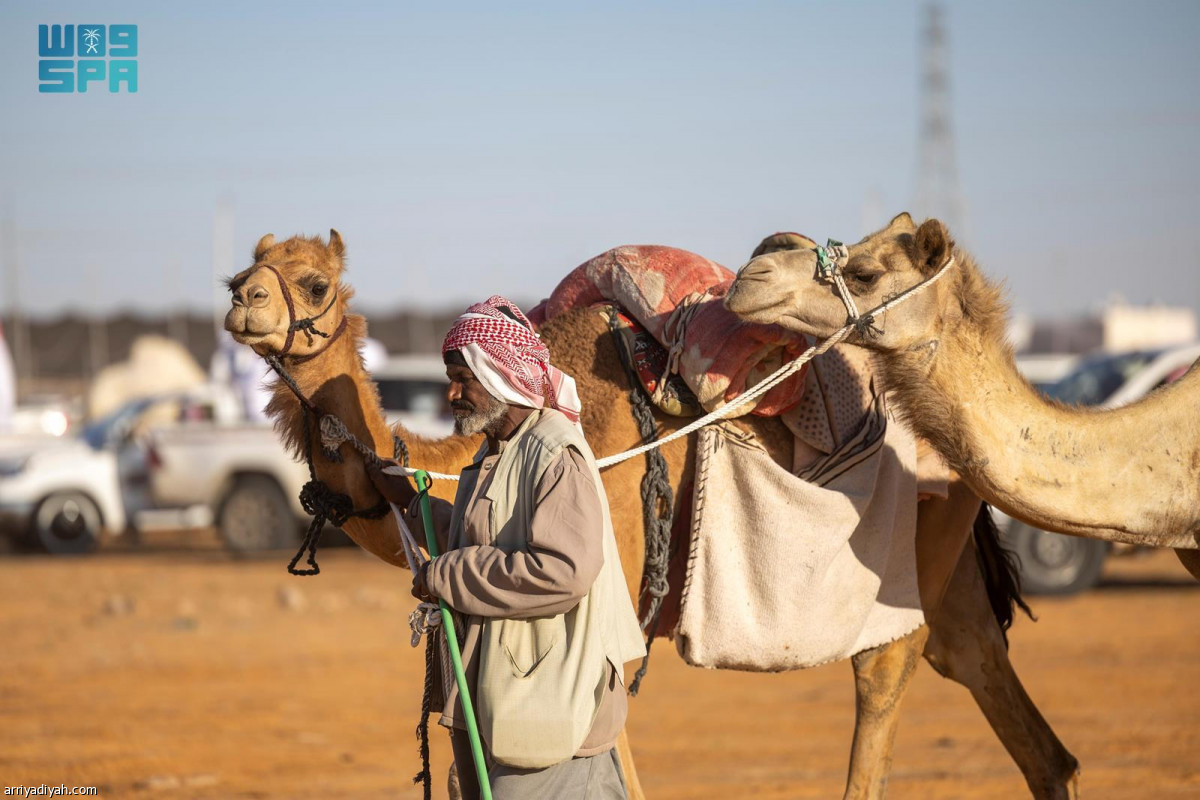 انطلاقة مزاد الإبل